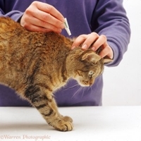 Picture for category Cat Flea & Ticks Treatment