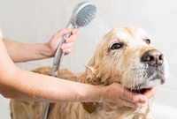 Picture for category Dog Shampoo