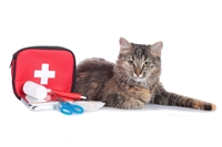 Picture for category Cat Health Essentials