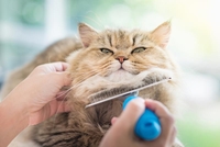 Picture for category Cat Grooming Tools