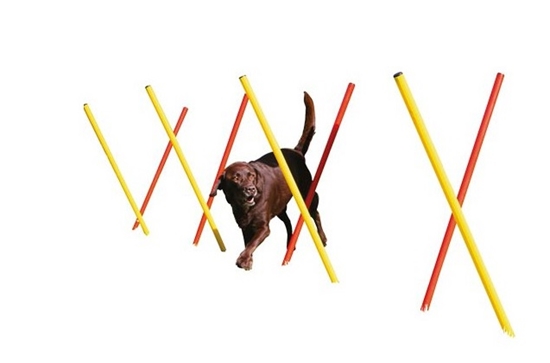 Pethouse: Premier Pet Supplies & Grooming in Attard & Fgura, Malta|DOG ...